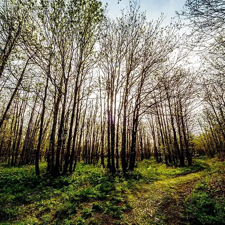 Bosco Ciancio Lantställe