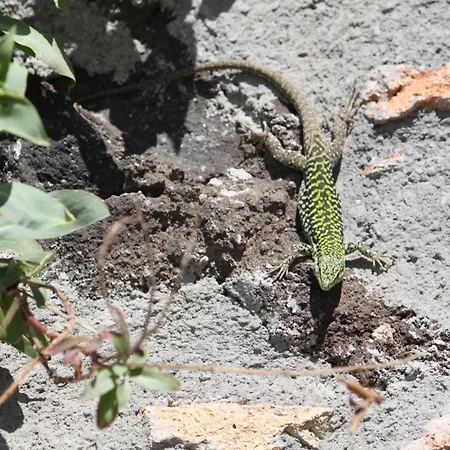 Bosco Ciancio منزل ريفي *