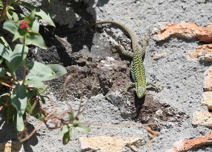 Bosco Ciancio Летний дом *